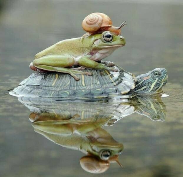 Намешалось