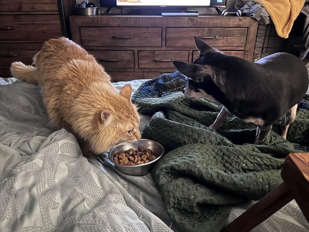 11. За тебя, мелкий, переживаю, чтобы не растолстел