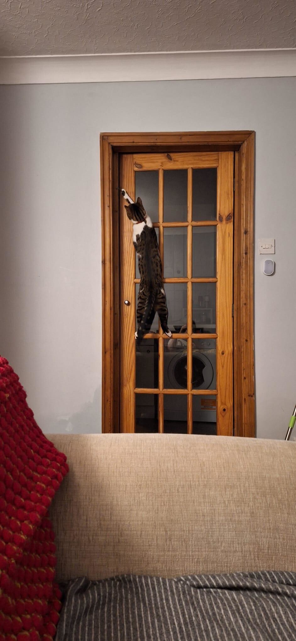 3. Ловкость лап