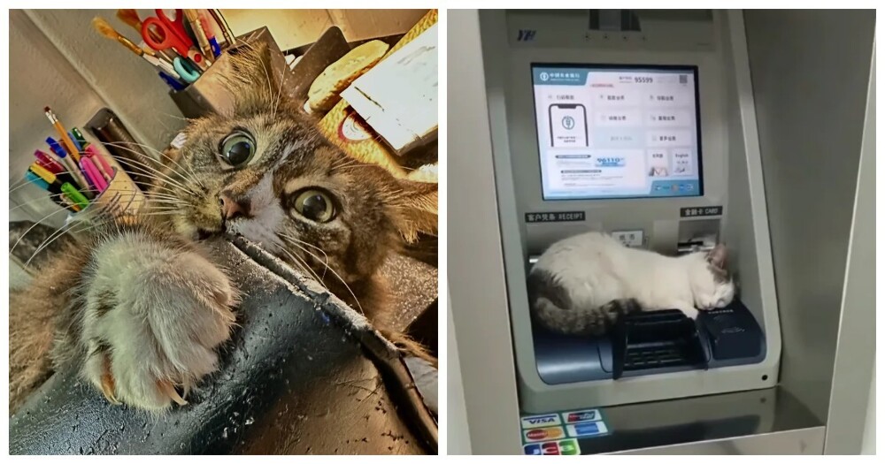 25 котиков, которые следят за дедлайнами и настроением