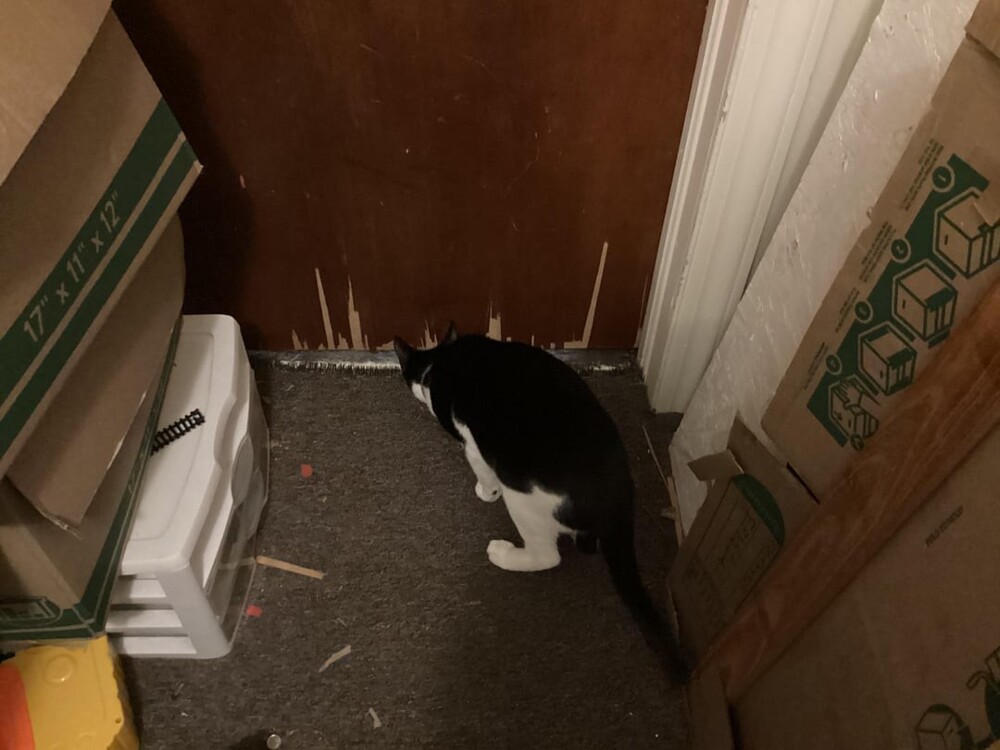 8. Не уступаю по силе собакам