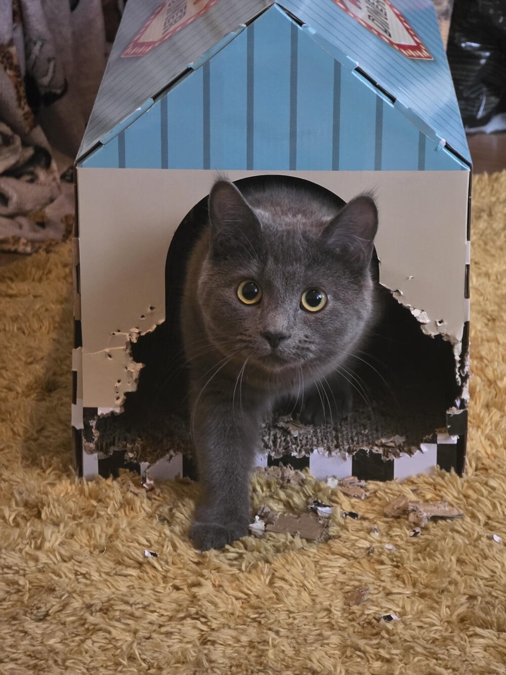 24. Домовитый домовой