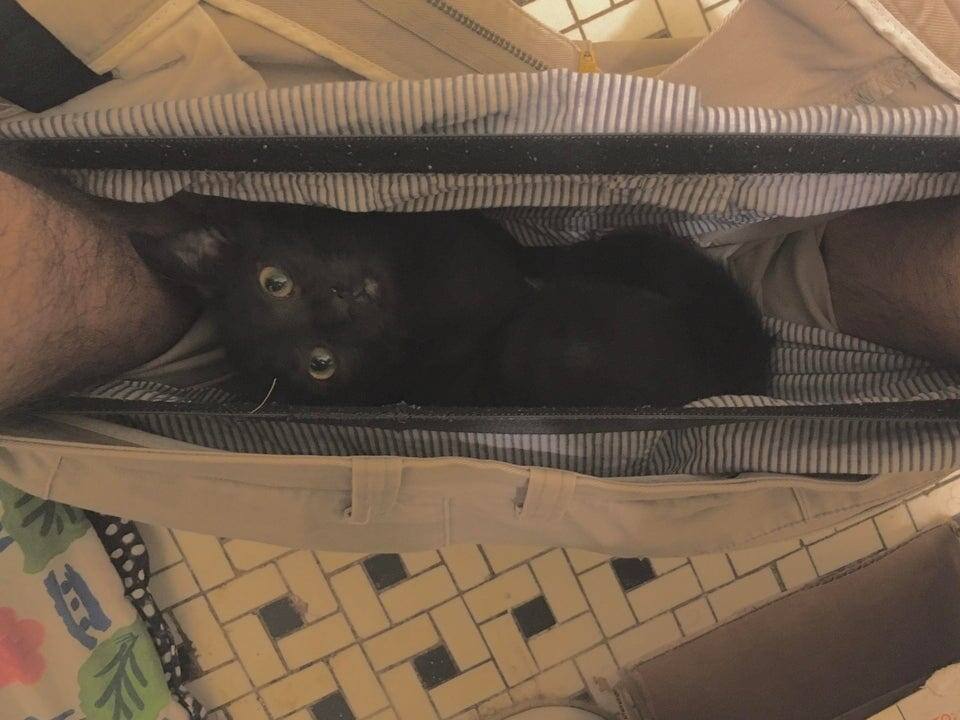 11. Котёнок через доли секунды после того, как я зашёл в туалет