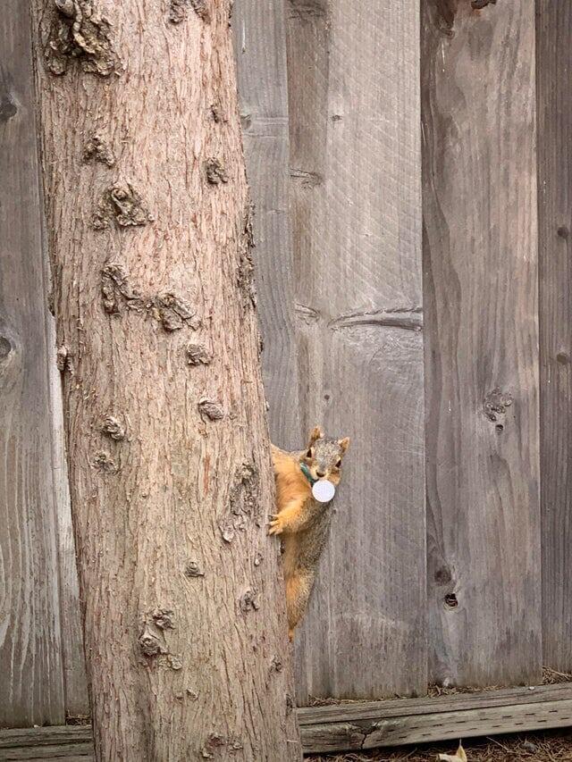 1. Белки у меня во дворе постоянно крадут лампочки. Я наконец-то поймал одну на месте преступления!