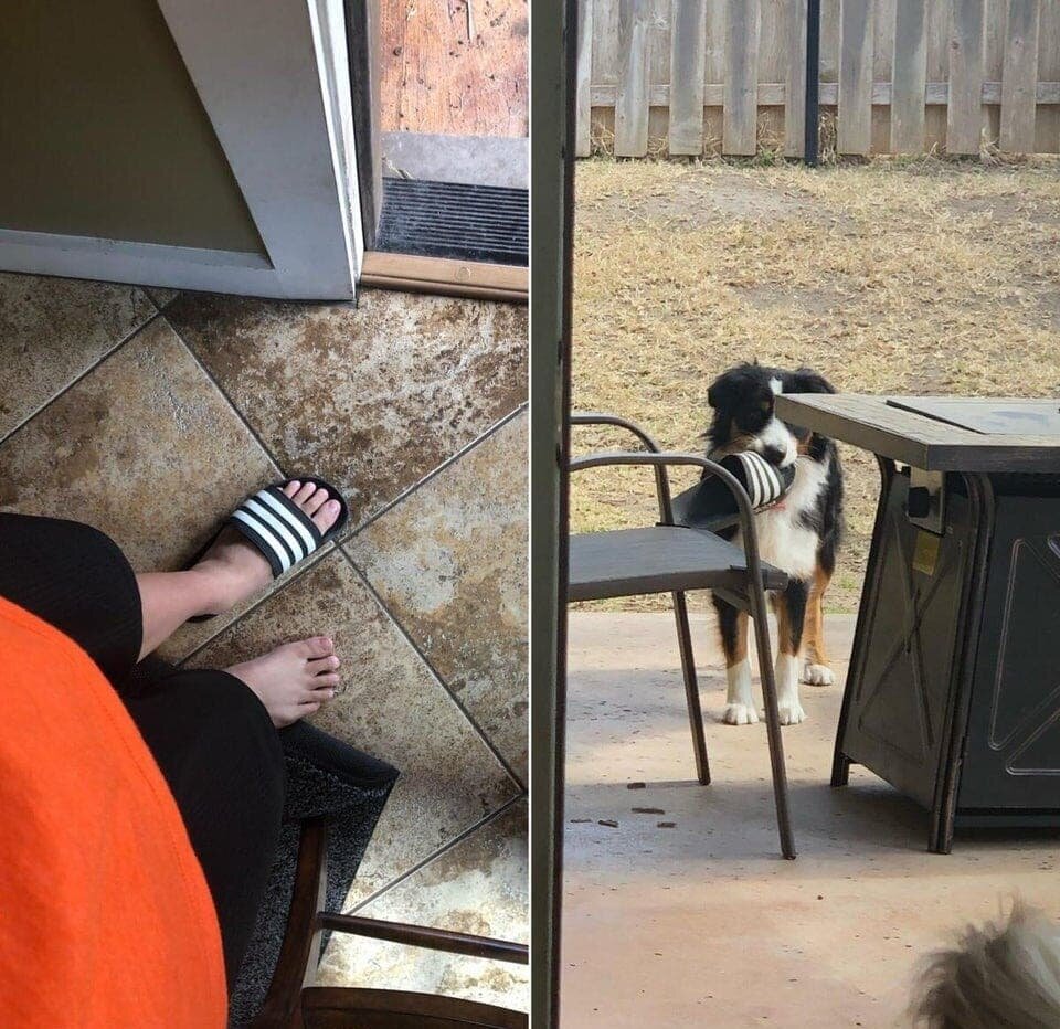 6. Ловите воришку в мохнатых штанишках!