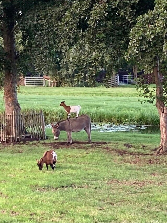 14. Бременские музыканты — начало