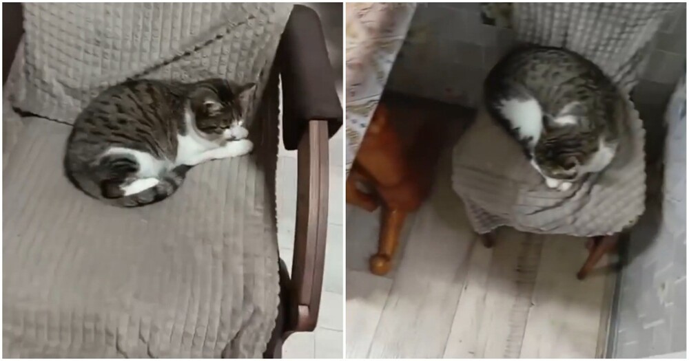 Кот Васёк хорошо устроился