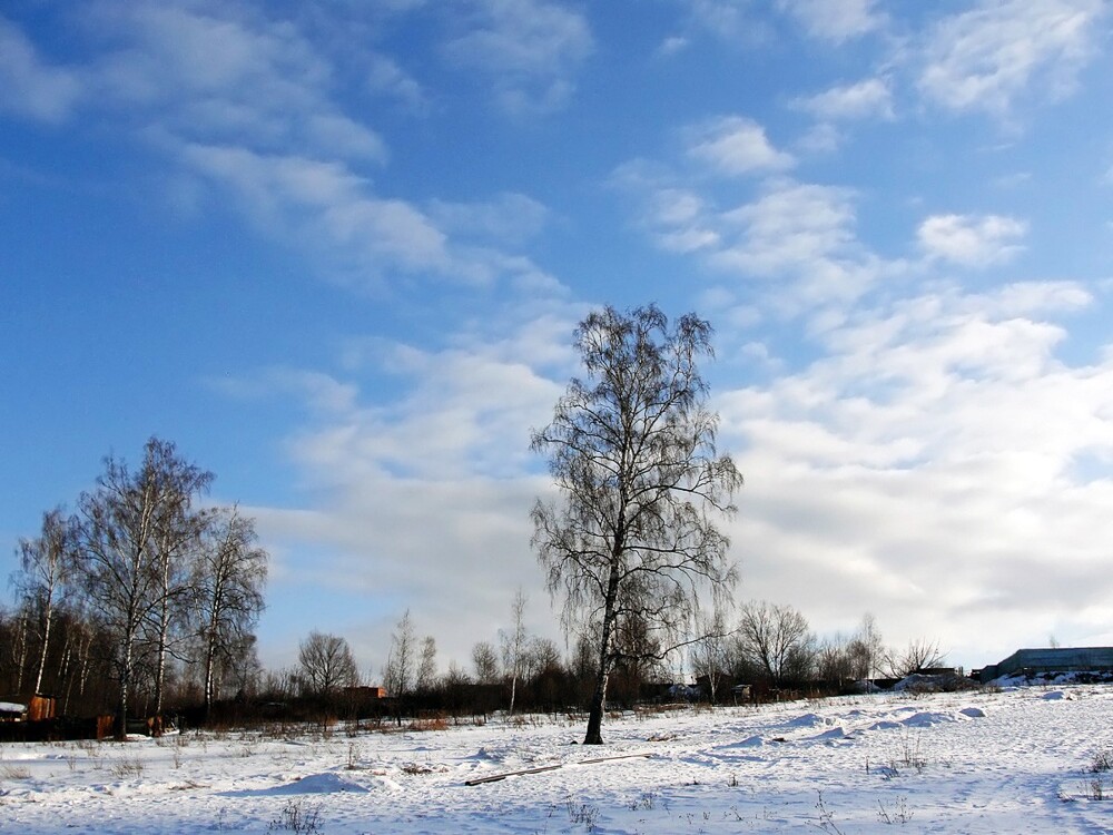 Во поле береза