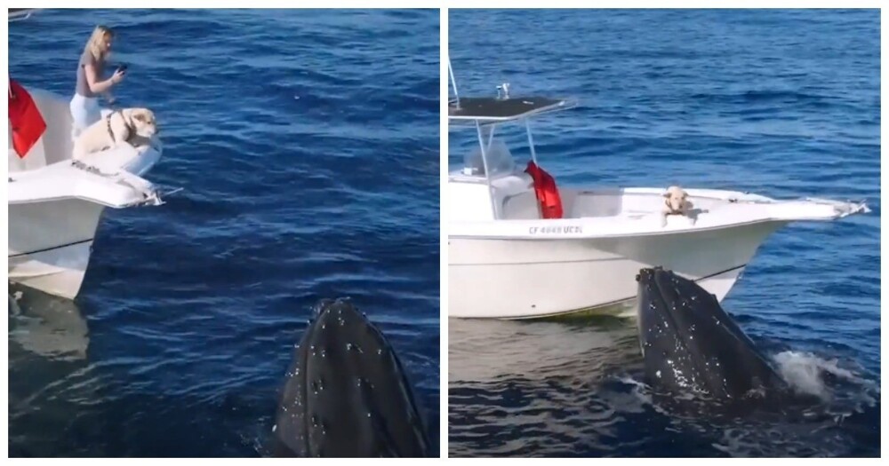 Встреча пса с китами