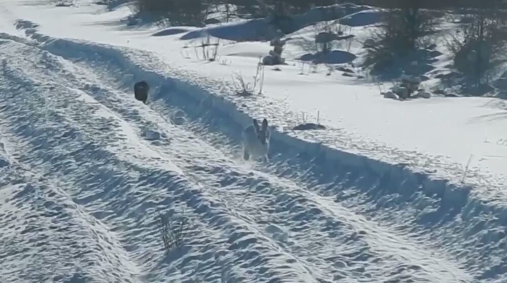 Заяц нашёл неожиданный способ спастись от соболя