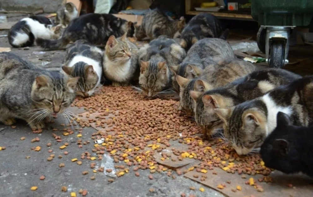 Как устроена стая дворовых кошек?
