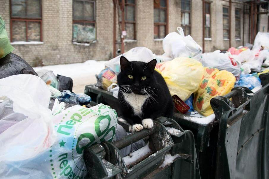 Как устроена стая дворовых кошек?