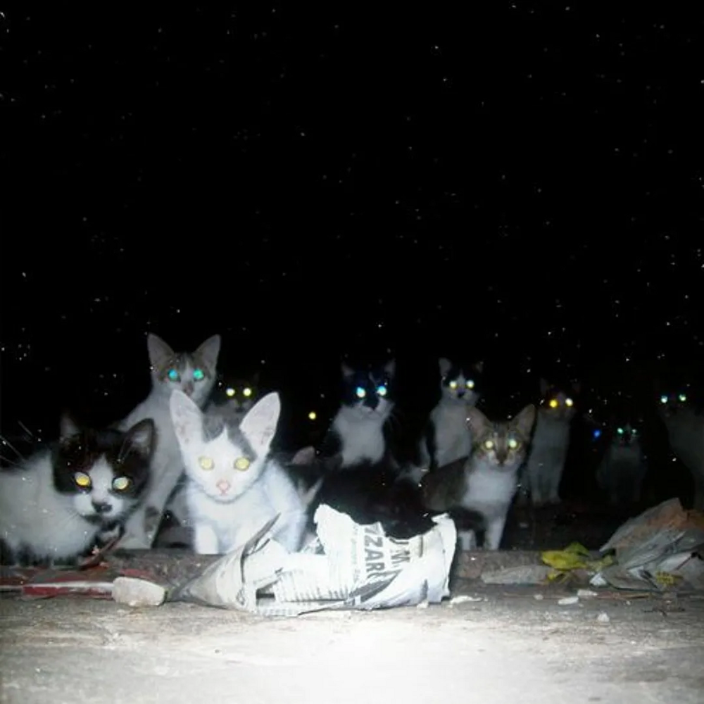 Как устроена стая дворовых кошек?