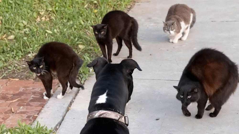 Как устроена стая дворовых кошек?