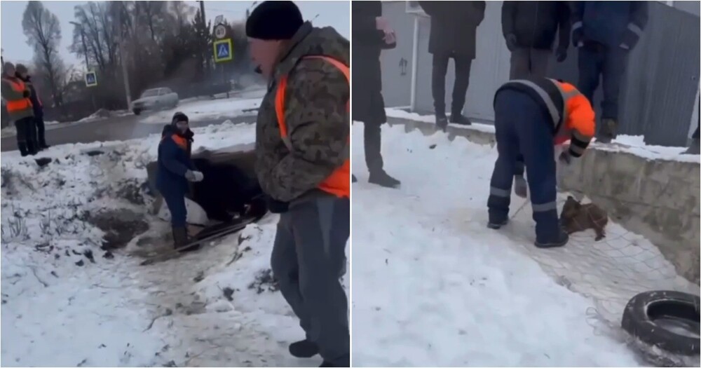 Работники службы отлова убили дворовую собаку и её щенков, пытаясь "выкурить" животных из трубы