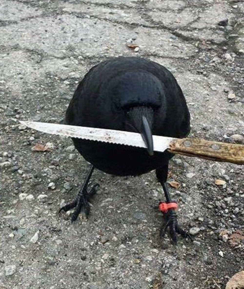 Никогда не переходи дорогу вороне. Она будет мстить всю жизнь!