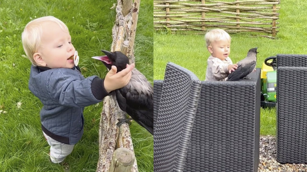 Никогда не переходи дорогу вороне. Она будет мстить всю жизнь!