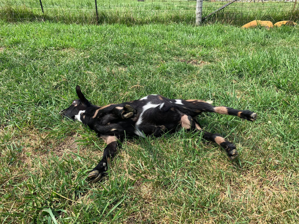 Обморочные козы: они вырубаются от любого чиха