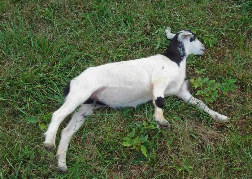 Обморочные козы: они вырубаются от любого чиха