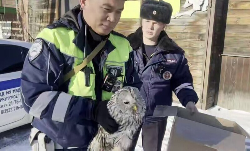 Полицейские спасли раненую сову