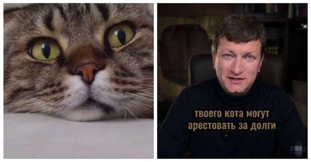 Кота могут арестовать за долги хозяина