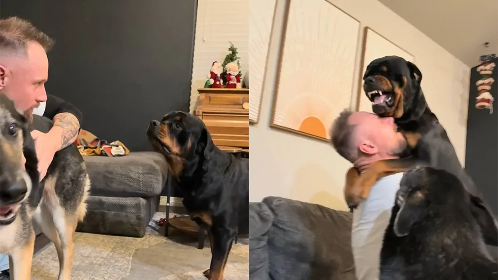 Ревнивый ротвейлер мешает хозяину играть с другой собакой