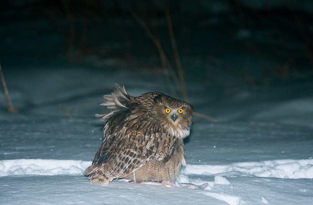 Рыбный филин: гигантская сова из тайги
