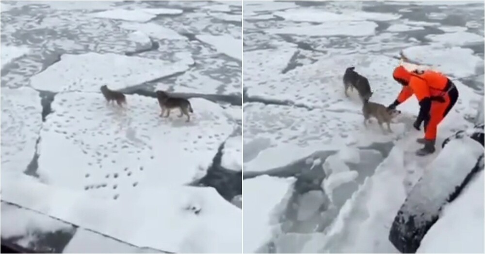 Собак унесло в открытое море на Камчатке