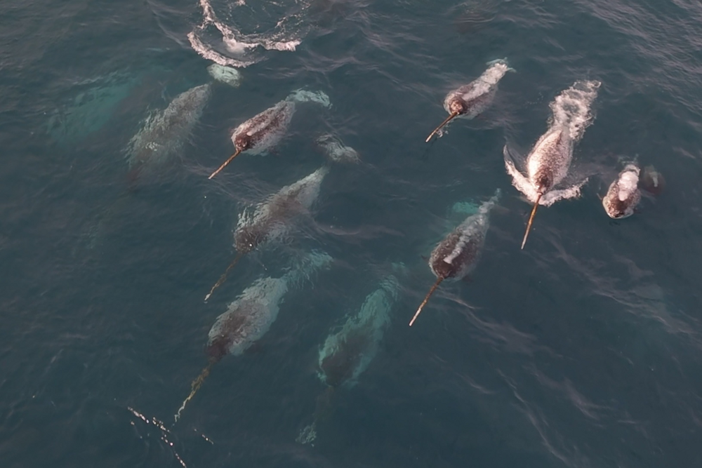 Нарвал: бесполезная палка или волшебный посох?