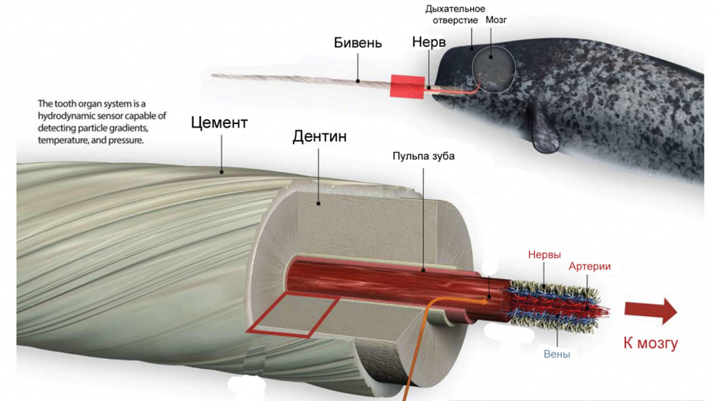 Нарвал: бесполезная палка или волшебный посох?