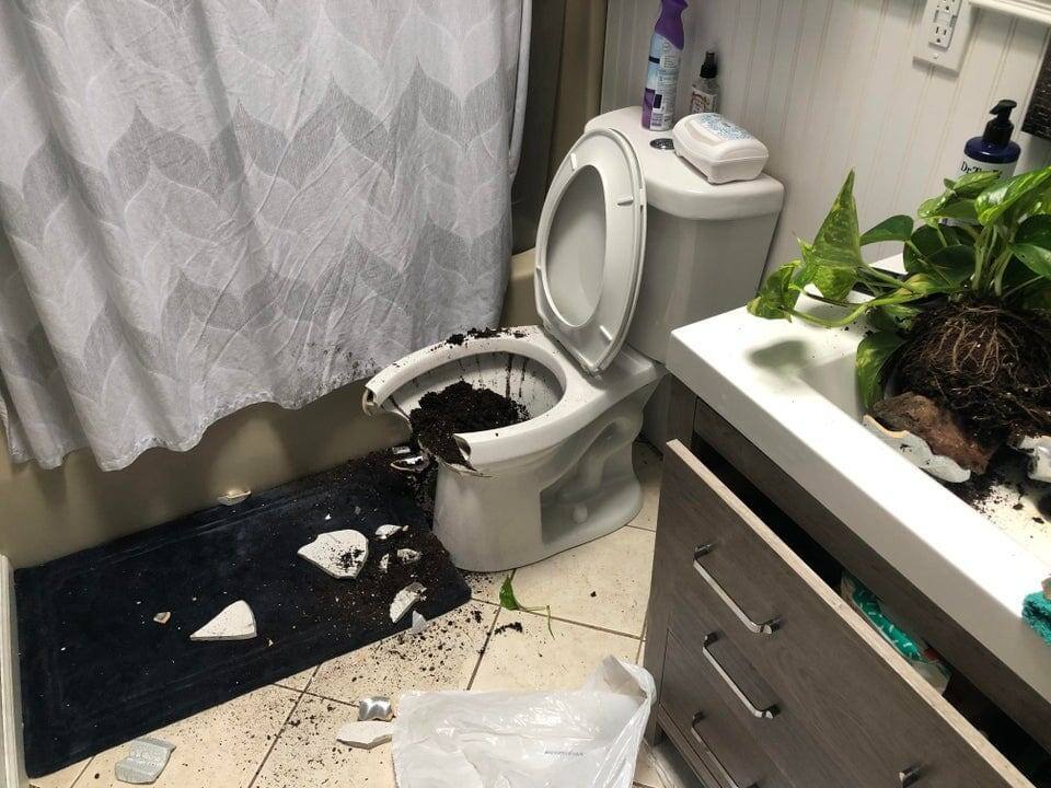 8. «Жена купила новый горшок с цветком и поставила на полку над унитазом. Через час мы услышали грохот»