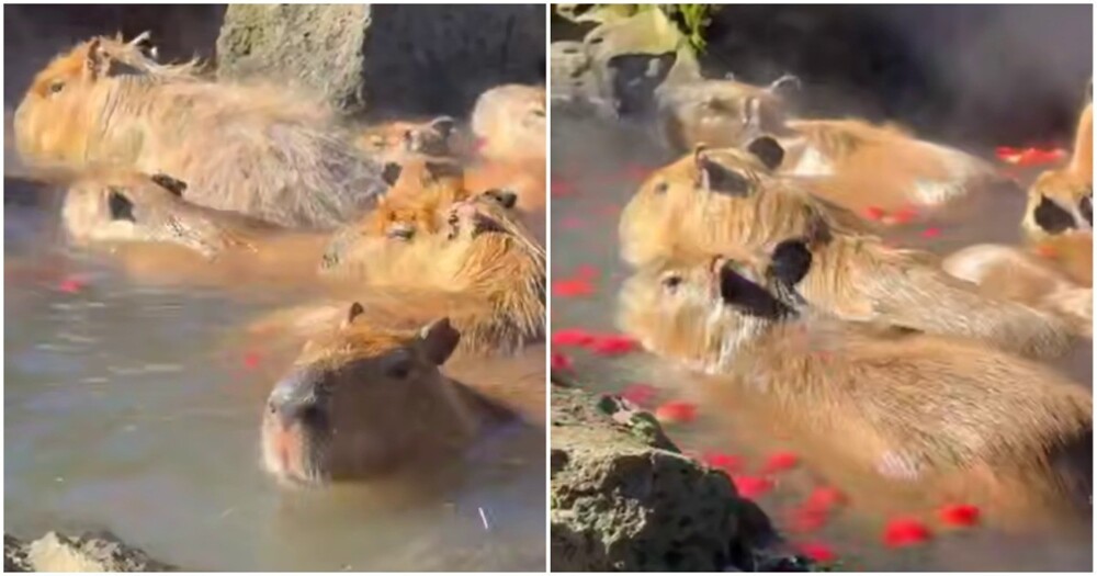 В Японии состоялся конкурс купания капибар