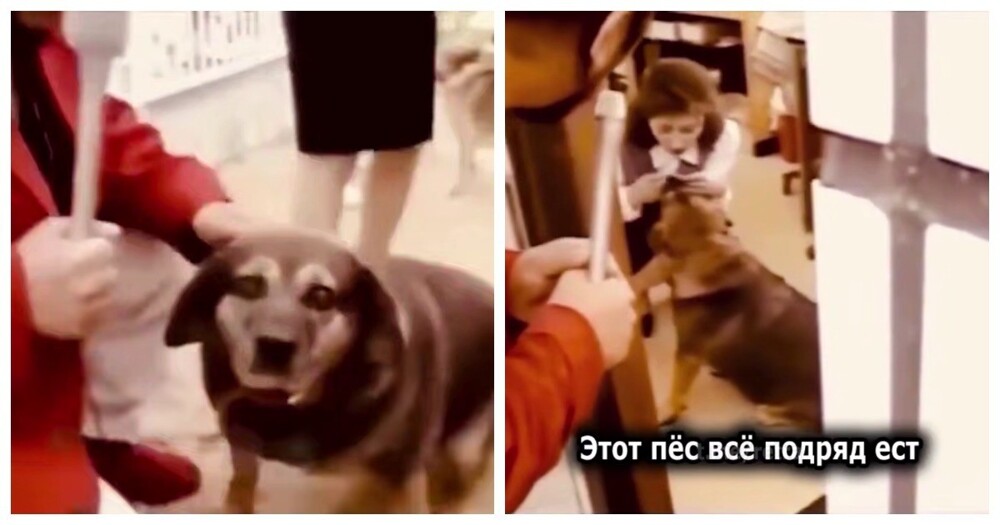 Собака с двойной жизнью