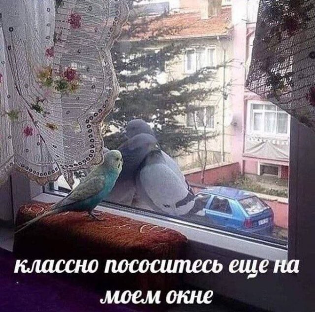 Скрины из соцсетей