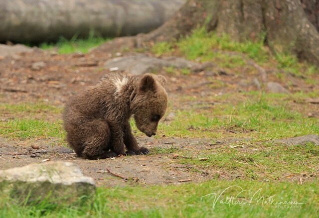 Валттери Мулкахайнен и его медведи-2