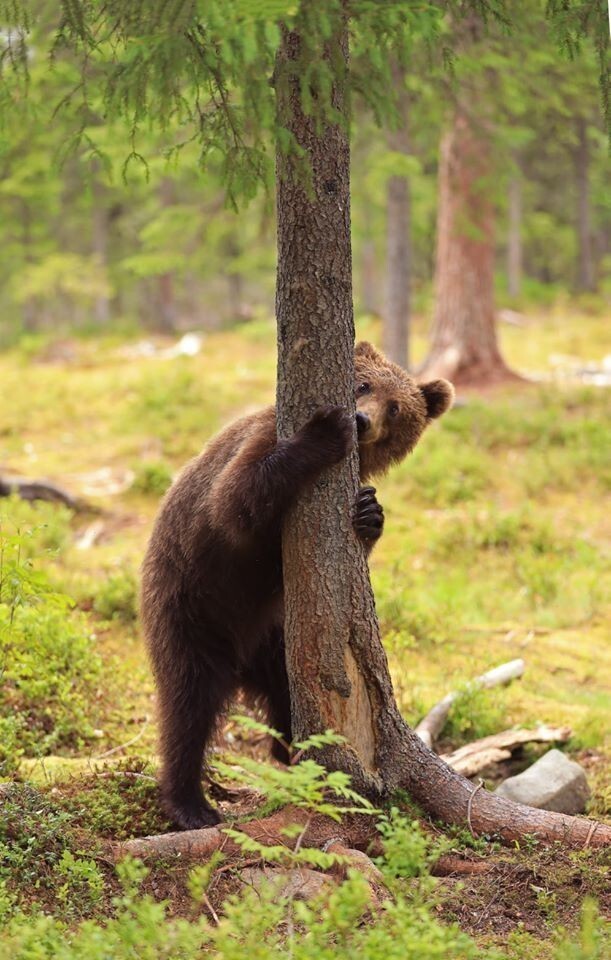 Валттери Мулкахайнен и его медведи-2