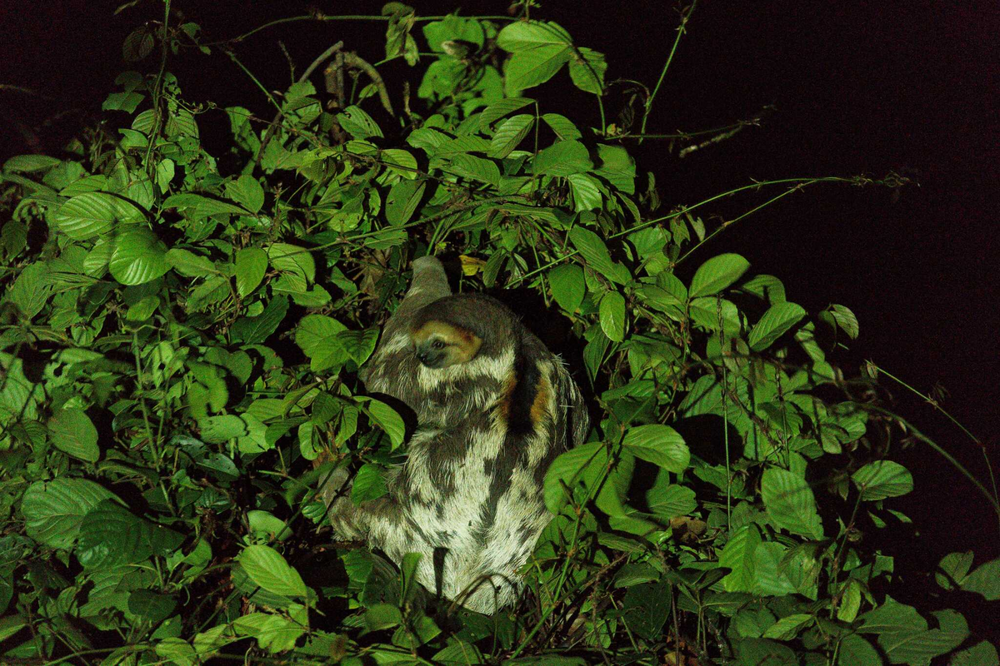 Трёхпалый ленивец: вы удивитесь, как много жизни копошится внутри его шерсти