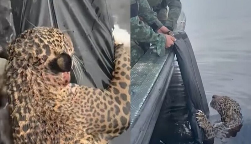 Раненый ягуар приплыл прямо к людям