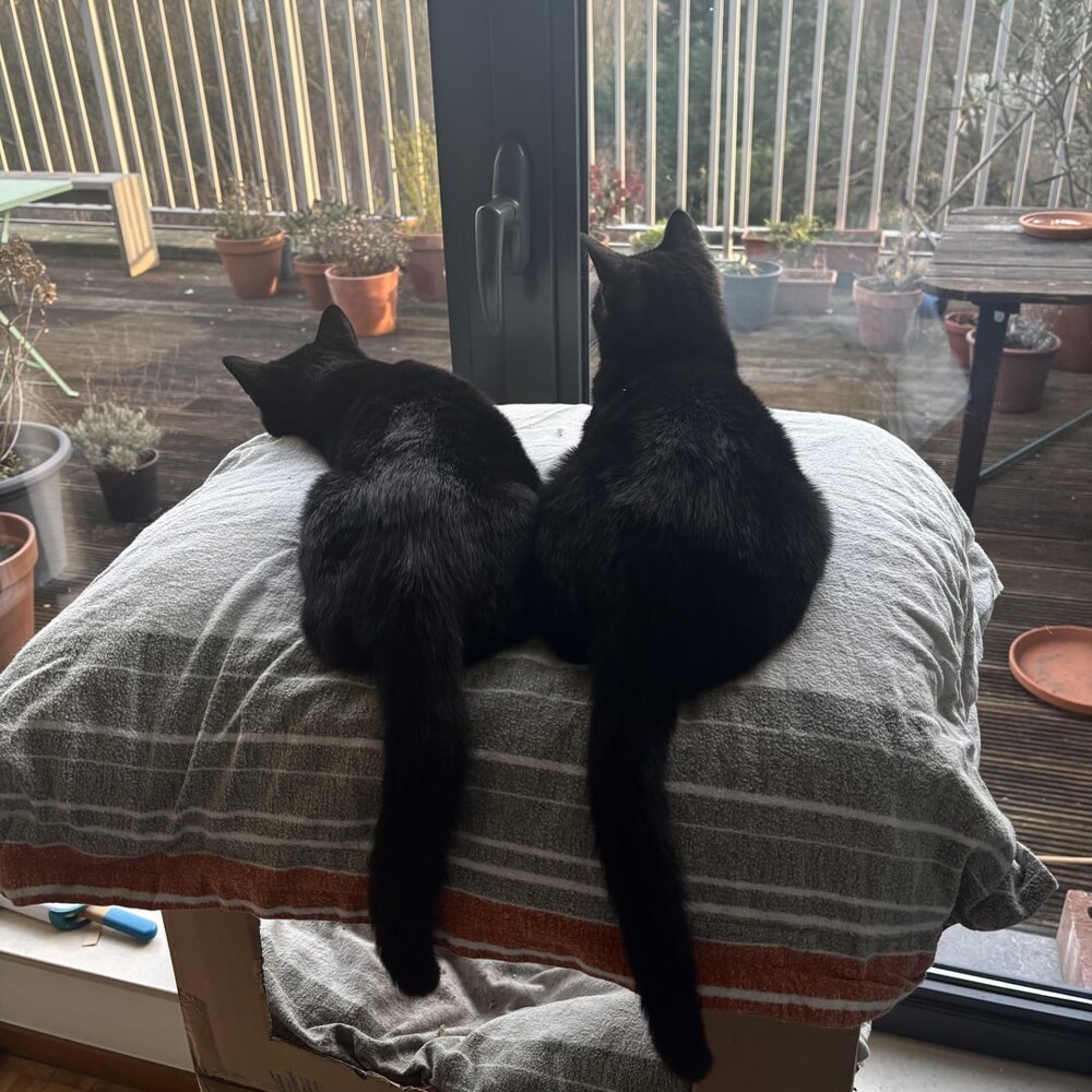 11. Ни секунды друг без друга