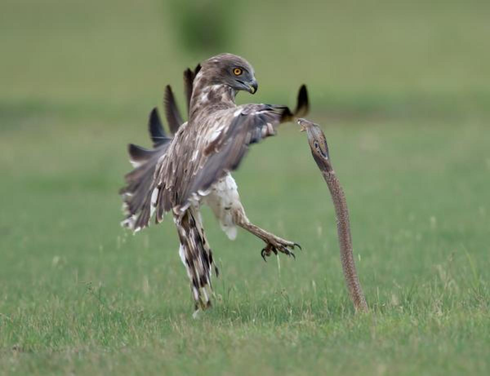 Змееяд: убийца самых ядовитых змей