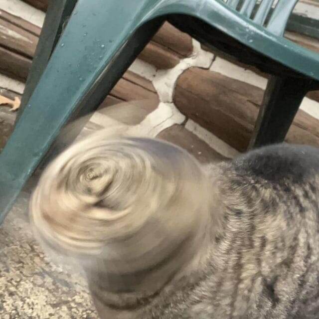 Ну просто чихнул котик, с кем не бывает