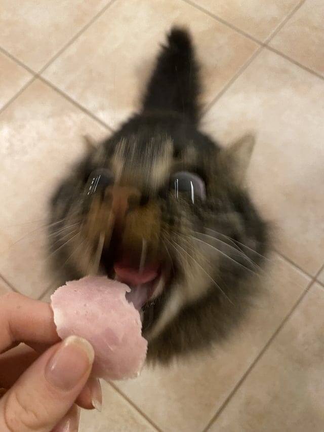 Котик с бооольшим аппетитом