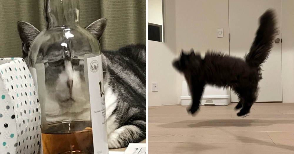 18 фотографий котиков, которые оказались не в фокусе