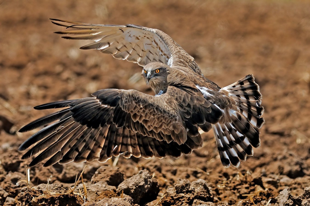 Змееяд: убийца самых ядовитых змей