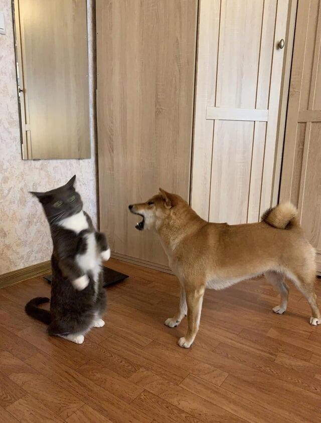 Да понял я всё, перестань на меня орать!