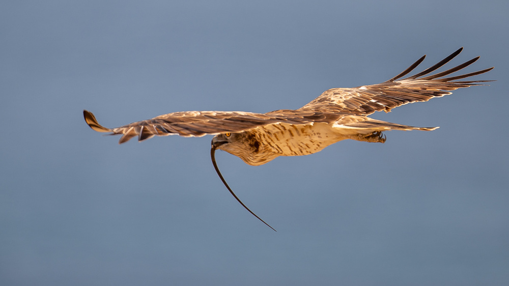 Змееяд: убийца самых ядовитых змей