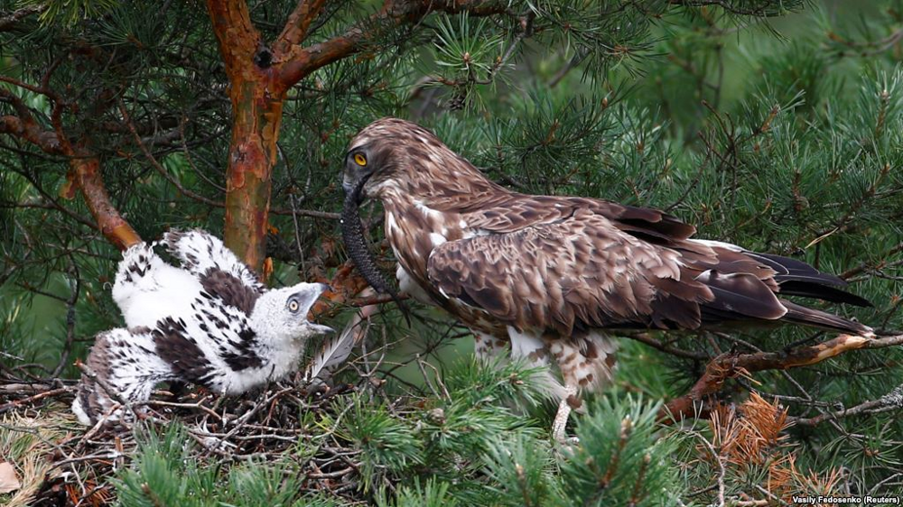 Змееяд: убийца самых ядовитых змей