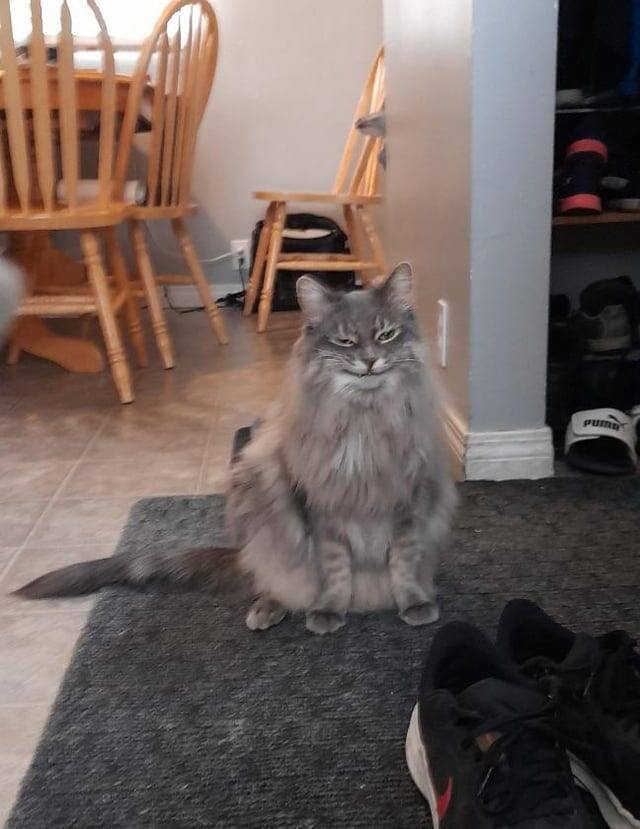 А ведь люди действительно думают, что они — наши хозяева…