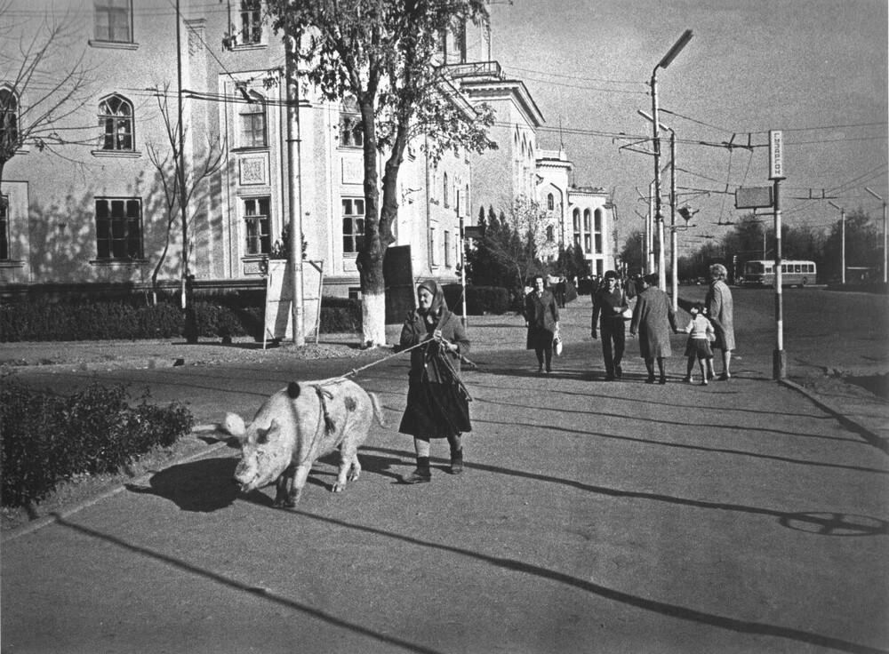 Уличная сцена из Таджикистана. Выгул домашнего питомца на улицах Душанбе