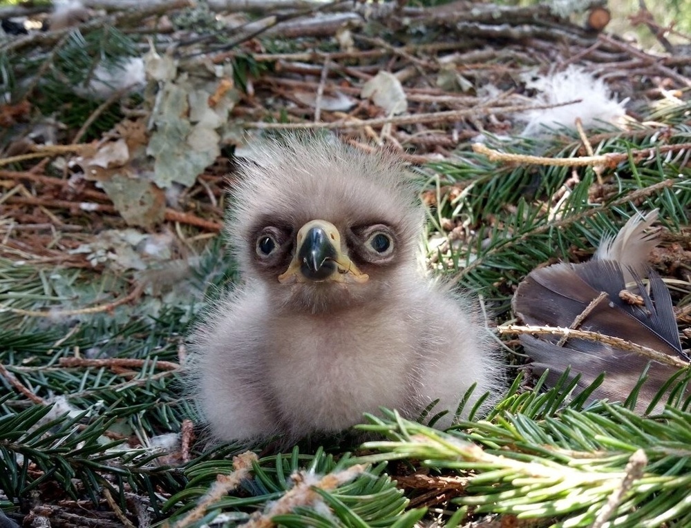 В 40 лет орёл разбивает себе клюв и вырывает все перья